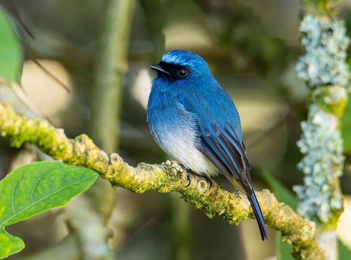 Ptaszarnia Władysławowo