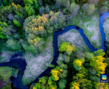Piaśnica w Dębkach