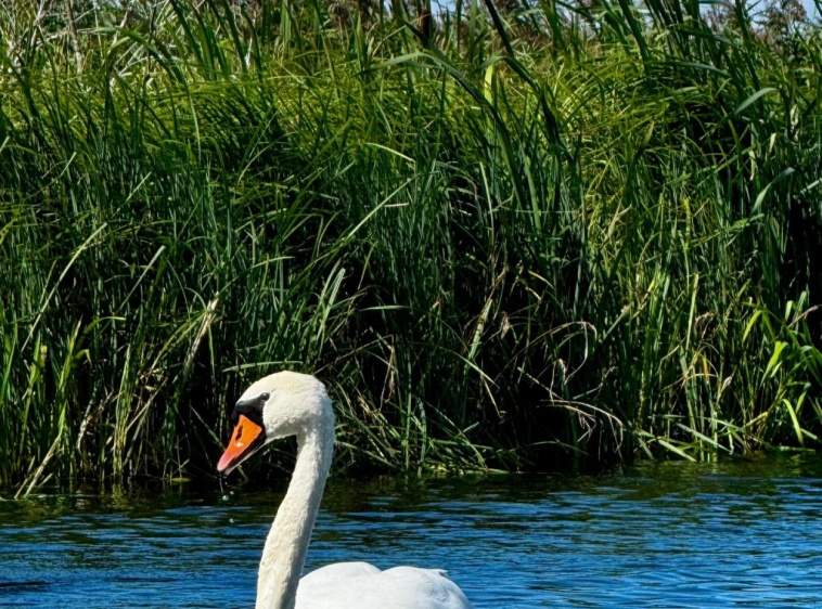 Kajaki Na Fali, Spływy kajakowe Dębki - Piaśnicą do morzaPiaśnica łabędź